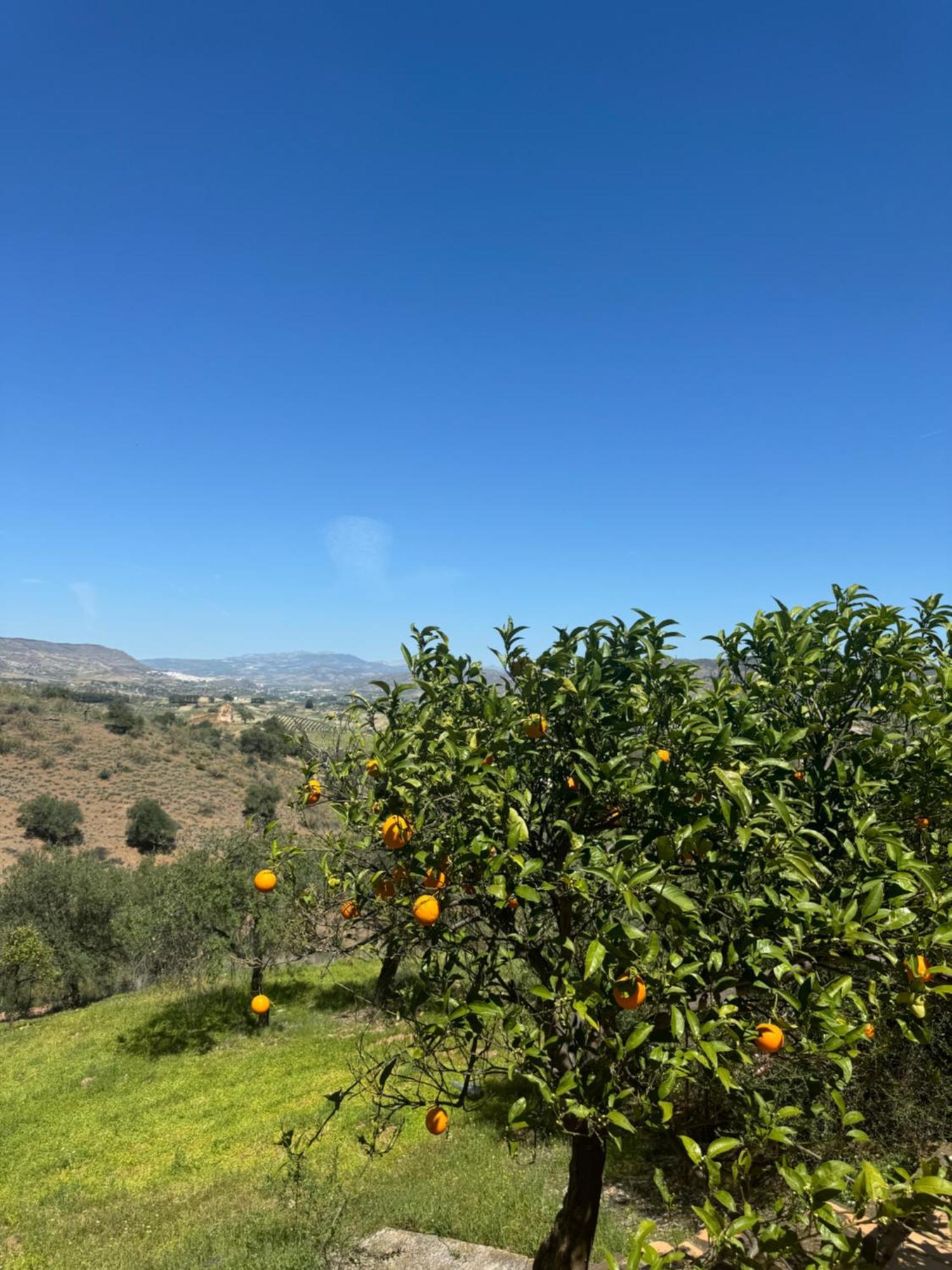 Santa Teresa Bed & Breakfast Andalusien Pizarra Kültér fotó