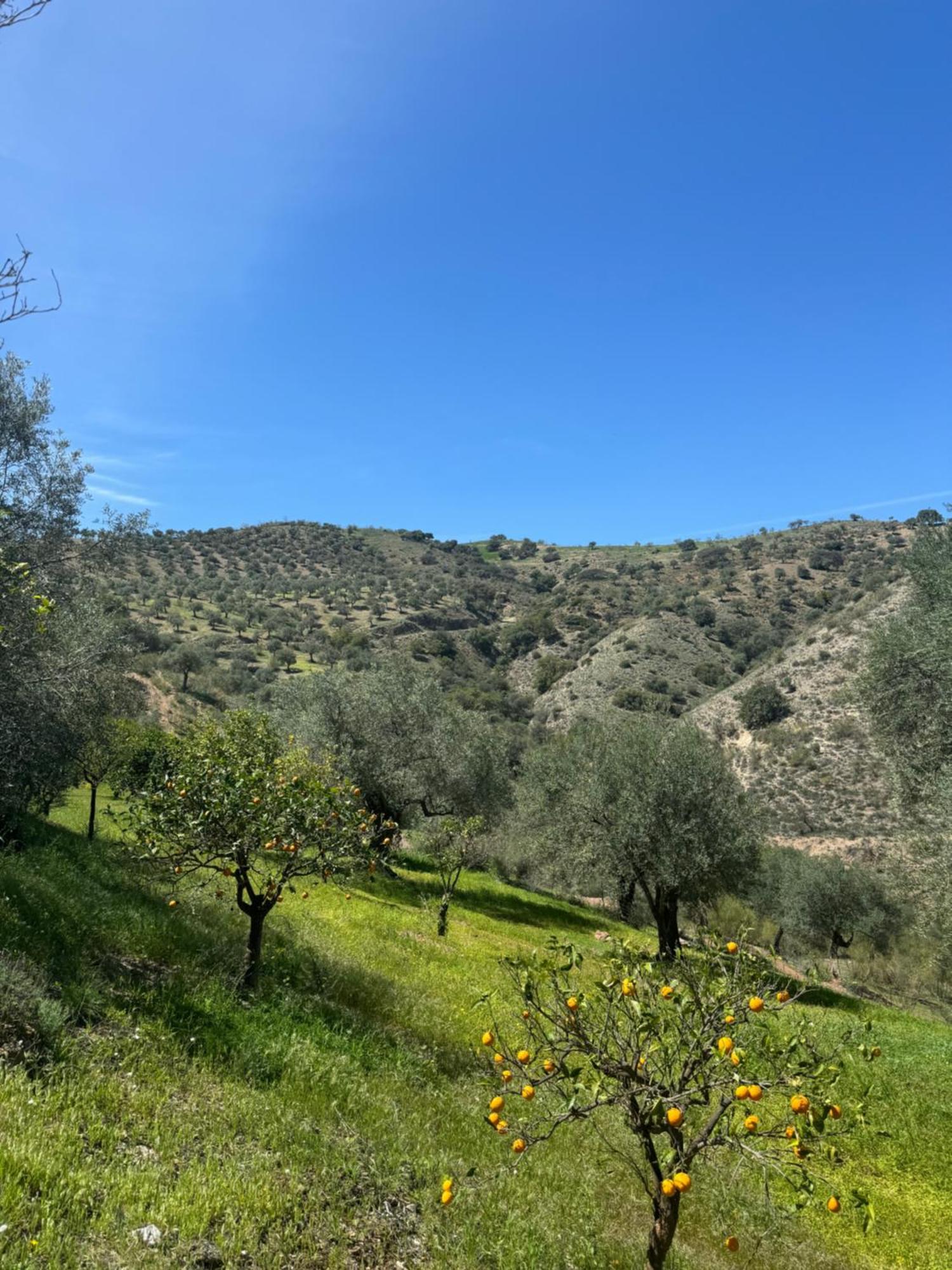Santa Teresa Bed & Breakfast Andalusien Pizarra Kültér fotó